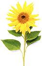 p_sunflower02.gif